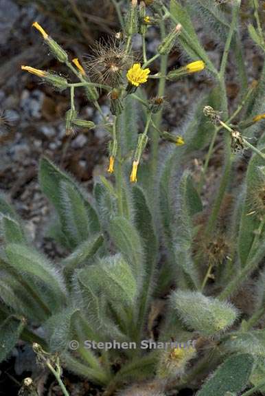 hieracium horridum 6 graphic